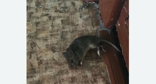 Дезинфекция от мышей в Чите